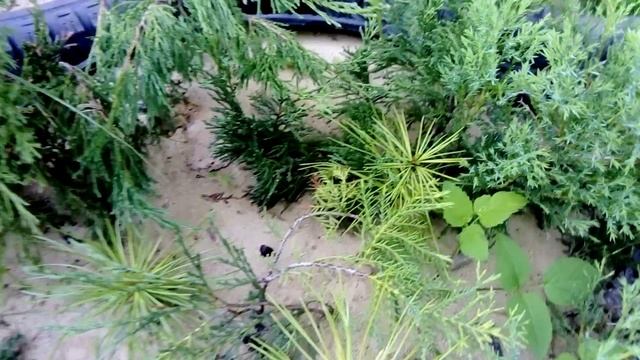 Мои кедры, выращенные из кедровых орешков 16.06.2020г.