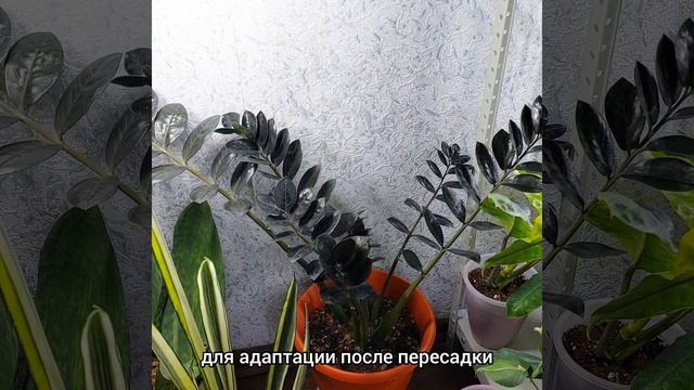 Про дополнительное цветочное пространство и #ЗАМИОКУЛЬКАС Рейвен?⬛(Ворон) #цветы #растения #shorts