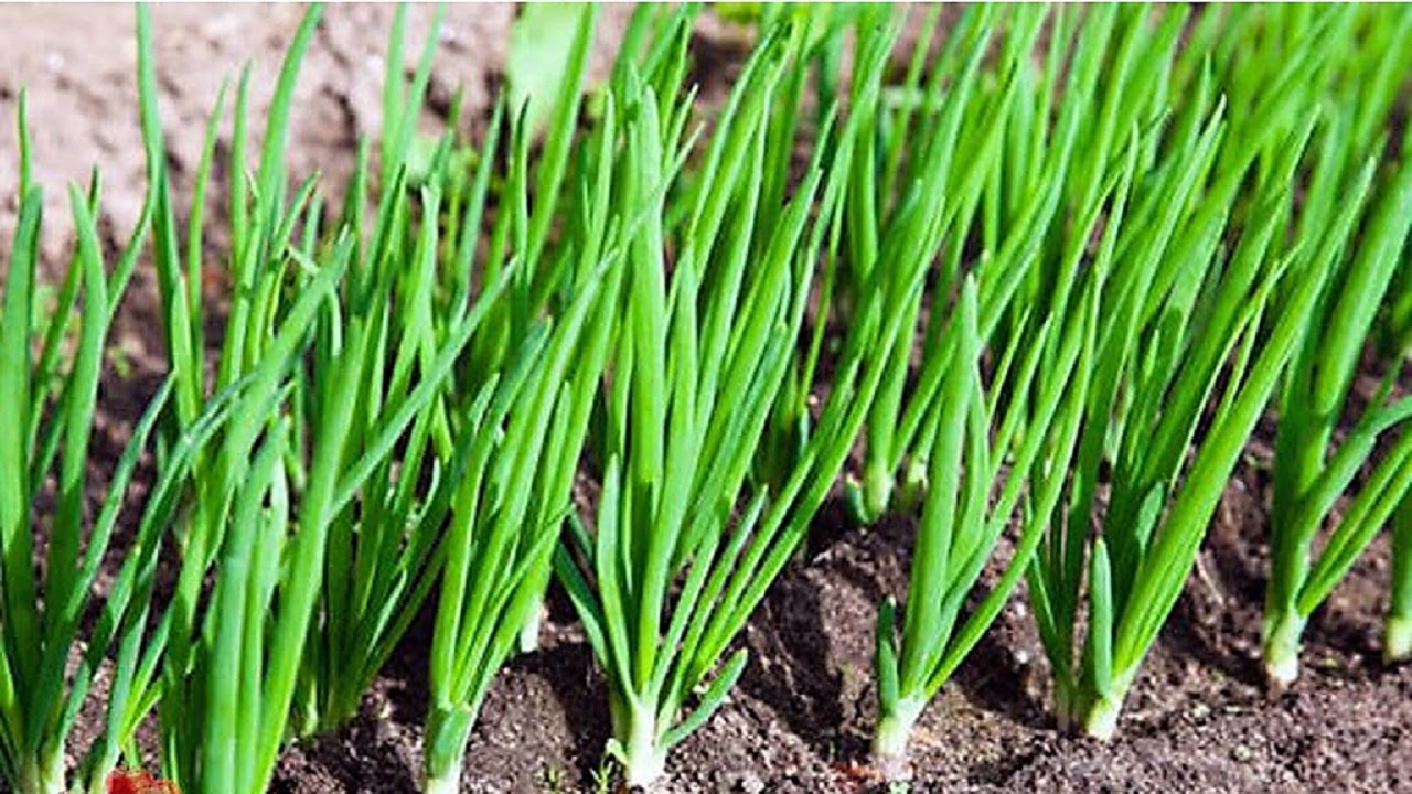 ЧЕМ ПОДКОРМИТЬ ЛУК ДЛЯ УВЕЛИЧЕНИЯ УРОЖАЯ.Моя первая подкормка.