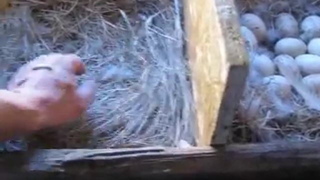 Что творится с моей Московской уткой (шипунами)