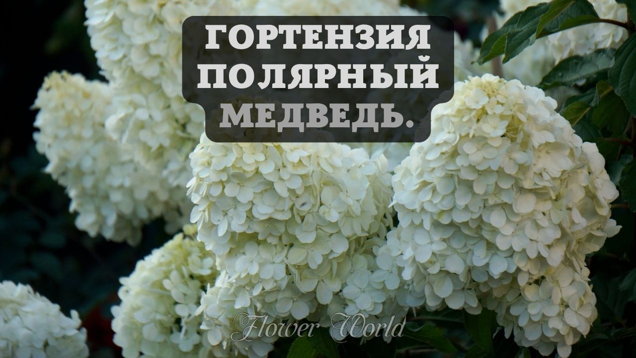 Гортензия Полярный медведь. Обзор??