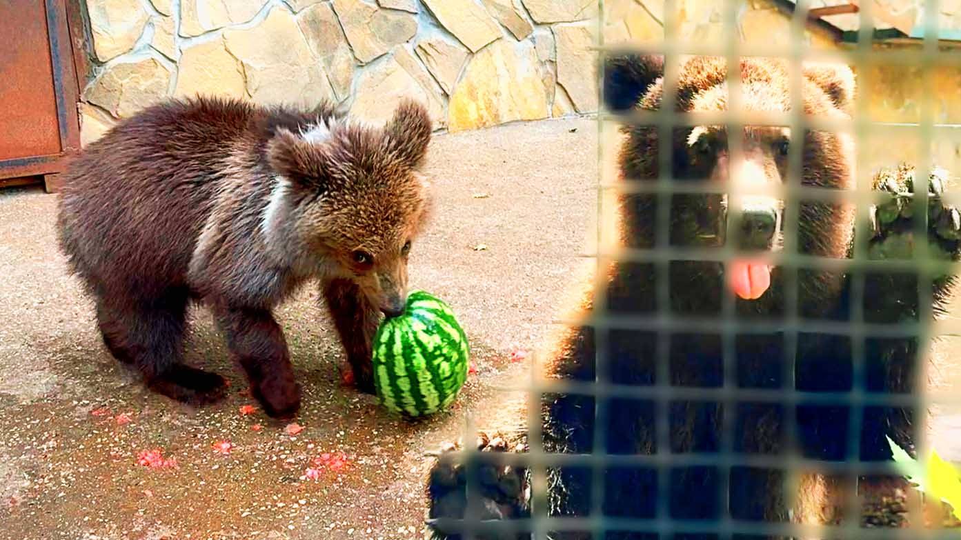 Один арбуз на два МЕДВЕДЯ! Как угостить медвежат - Лейлу и Мишутку!? Тайган