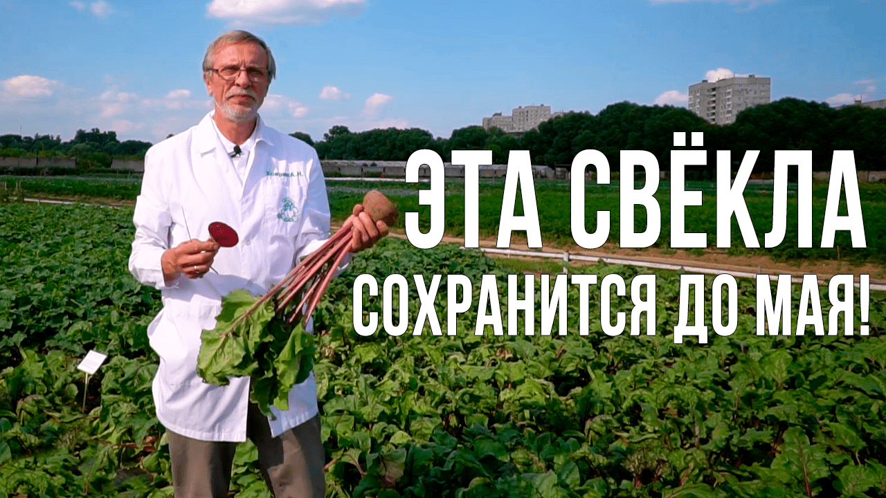 Лучшие сорта свёклы для длительного хранения. Выбираем свеклу для посева.