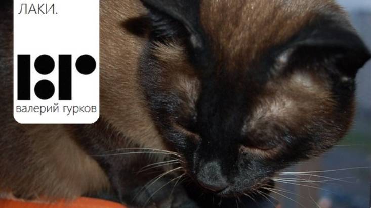 Мои непоседы. Лаки. Валерий Гурков. Проза