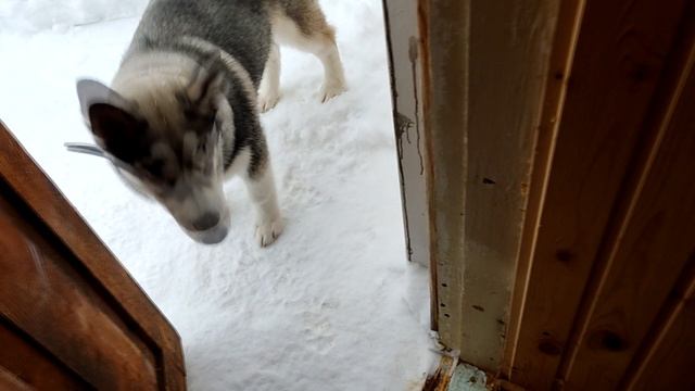 Хаа! Охраняем дом....MP4