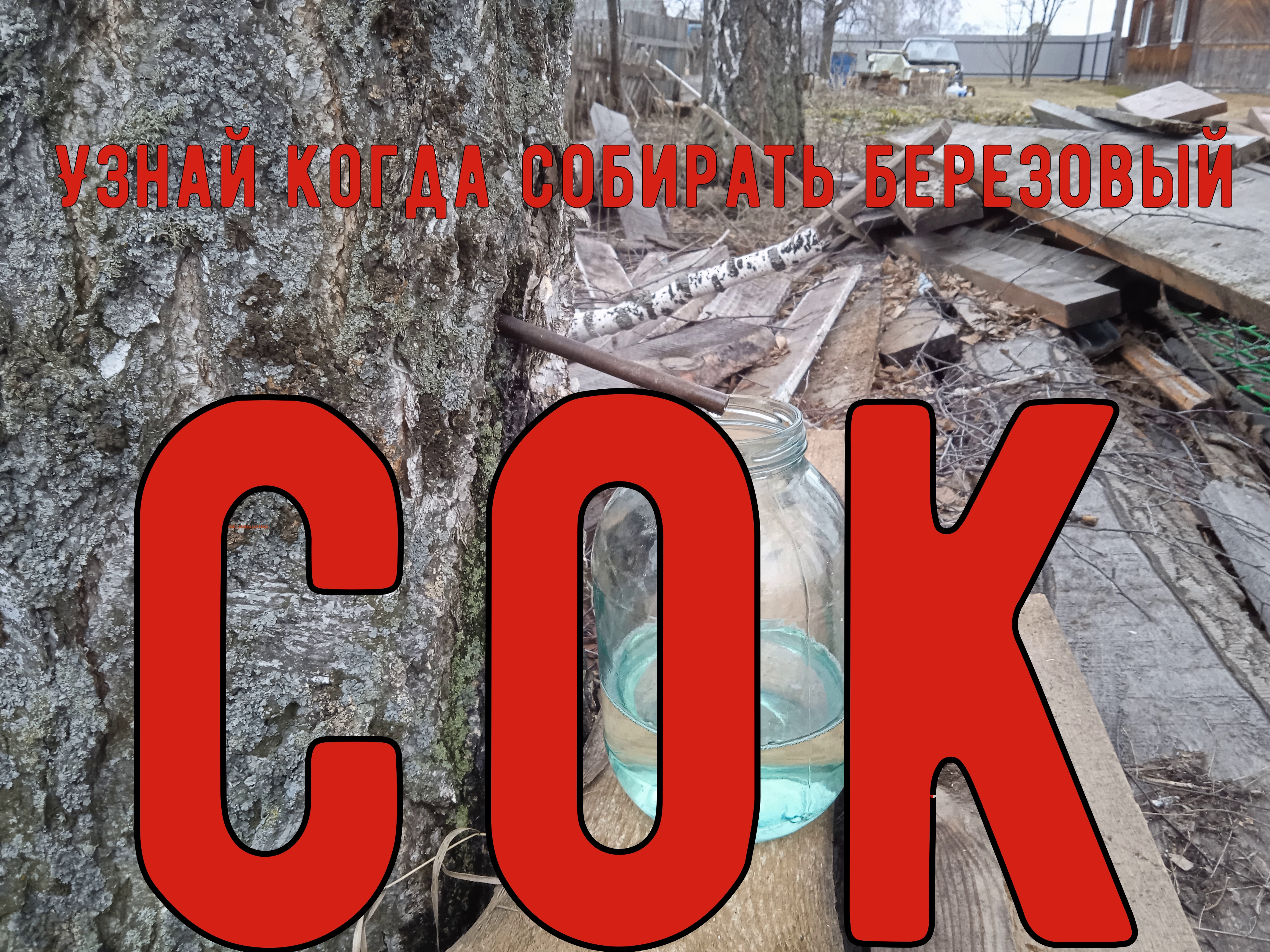 Когда собирать березовый сок