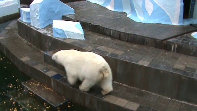 Белая медведица.