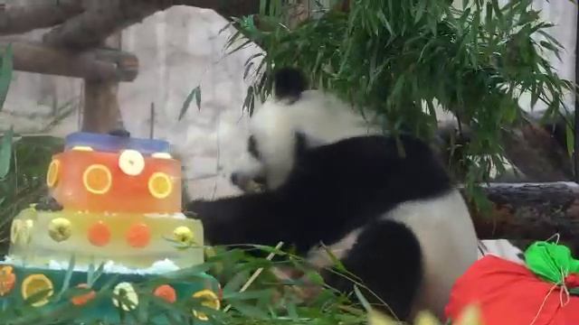 Большие панды - подарок Китая России – за время жизни в Московском зоопарке поправились на 20 кг