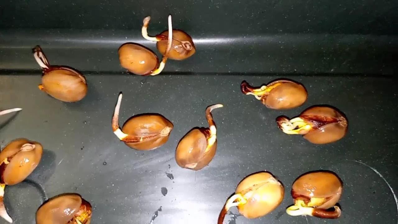 Фисташка Акбари. 5 день после стратификации | Small Gardens