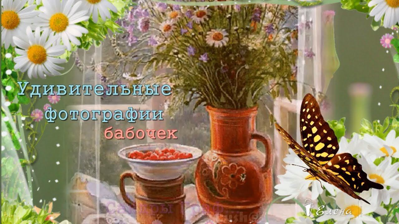 Удивительные фото бабочек и цветов* Фотограф Сандра Граф