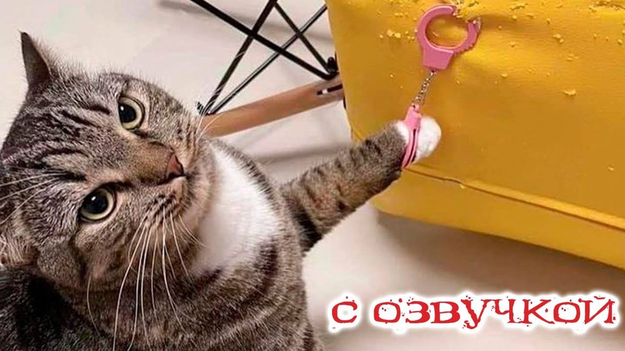 Приколы с котами! Смешные коты   С ОЗВУЧКОЙ! Самые смешные животные!