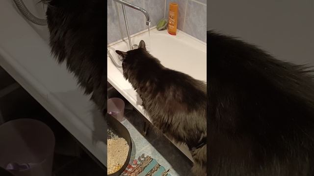 #45. Можно водички попить?....