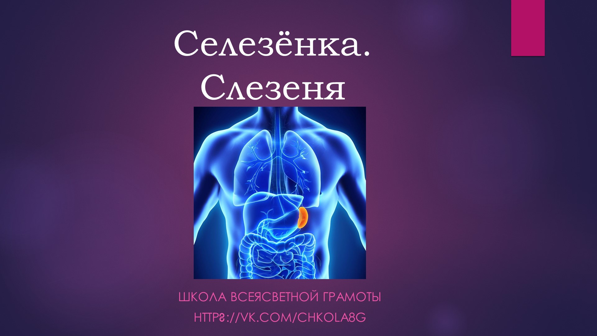 Селезёнка. Слезеня