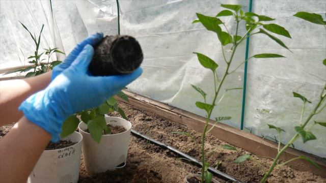 ОСТРЫЙ ПЕРЕЦ