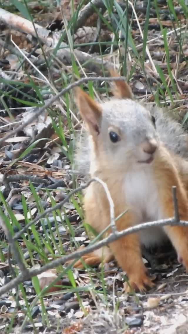 Бельчонок испугался