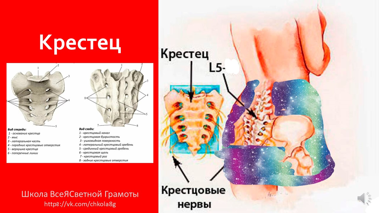 Священная кость. Крестец