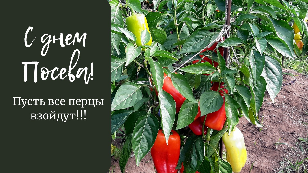 Думаете поздно. Посев перца 14 марта 2022.