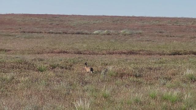 Баскунчак. Заяц в степи.