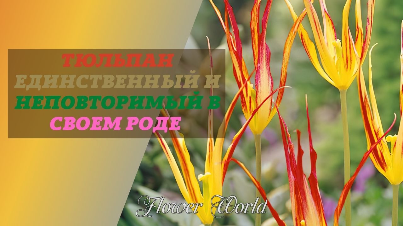 Тюльпан Акумината (Tulipa Cornuta) - единственный и неповторимый.👍