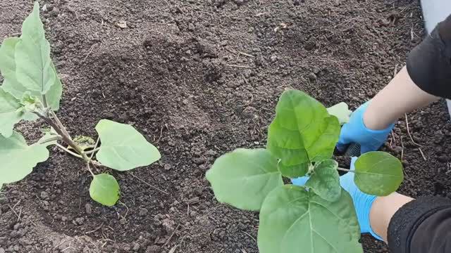 САЖАЮ БАКЛАЖАНЫ ТОЛЬКО С ЭТИМ! СЕКРЕТНЫЕ ДОБАВКИ В ЛУНКУ ПРИ ПОСАДКЕ БАКЛАЖАНОВ В ОТКРЫТЫЙ ГРУНТ