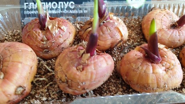 Готовим гладиолусы к посадке. Новое средство для проращивания. Дёшево и эффективно.