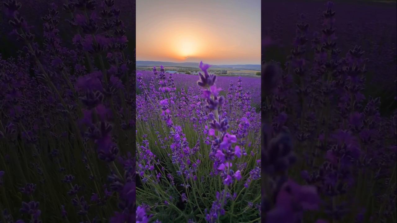 Лаванда в цвету! Самые огромные лавандовые поля в России. Тургеневка