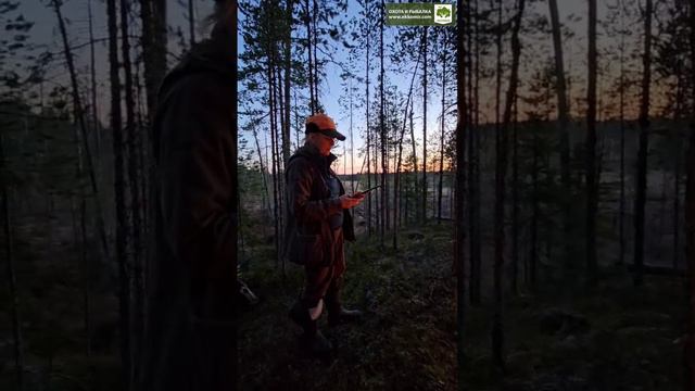 Северная Карелия. Охотимся с собаками на медведя.