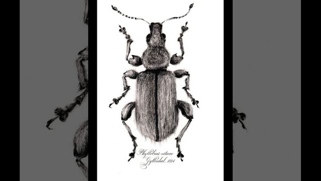 ArtShort. Графика Армена Аганесова - Насекомые