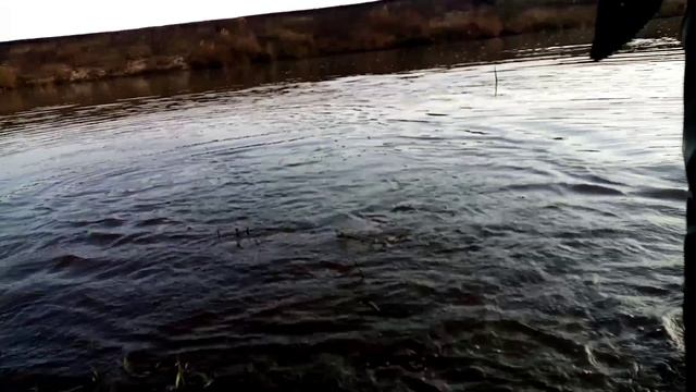 Проверка закидушек на расвете. 8.10.23г Бойкая попалась.