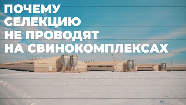 Руководство по улучшению продуктивности свиней: селекция и генетика