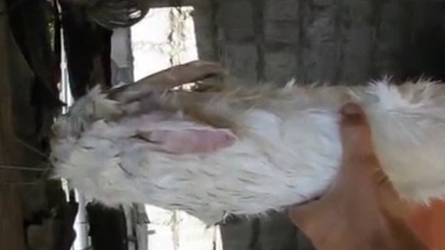 Натуральная игрушка для собак своими руками из шкуры кролика для притравки щенков