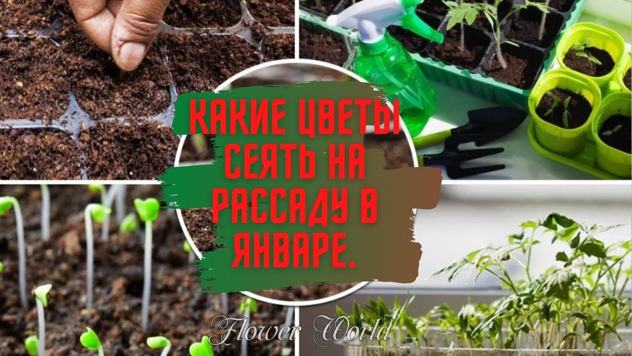 Какие цветы нужно сеять на рассаду в январе.