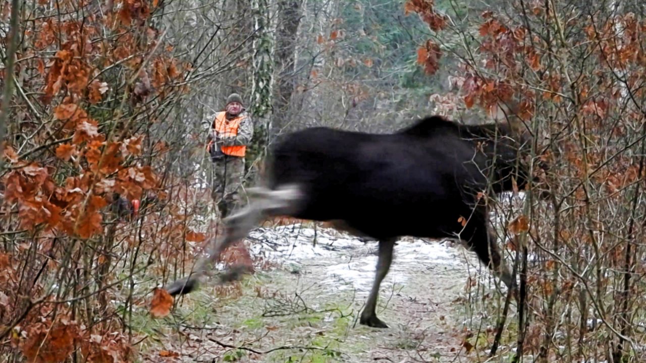 Загонная ОХОТА. ЗВЕРИ и СОБАКИ! 25 декабря 2022г.
