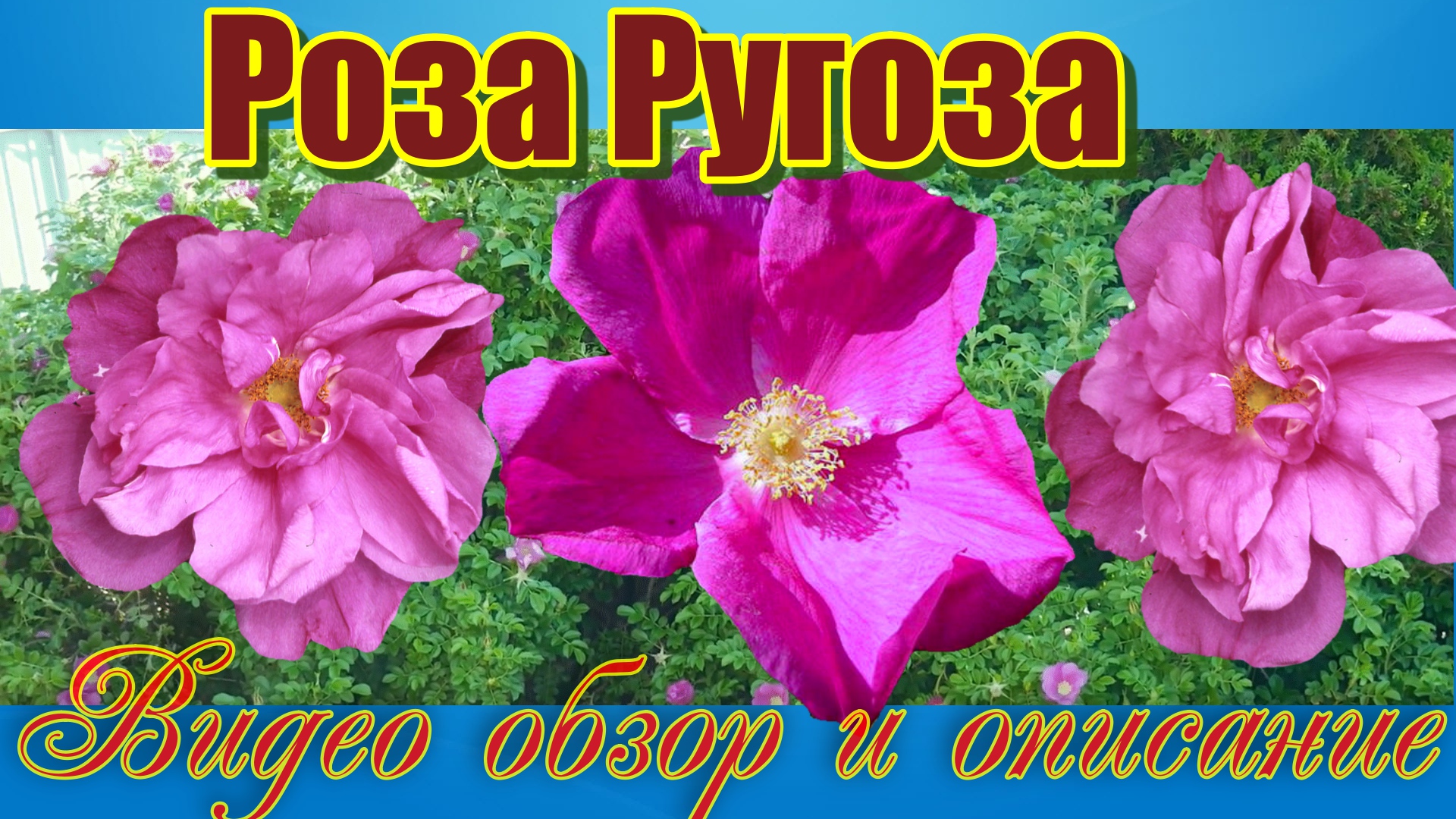 Роза Ругоза (Гибрид Rugosa)