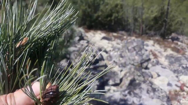 А в горах на стланике созревают молодые шишки