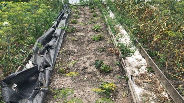 Это надо сделать срочно до конца июля. Уход за клубникой после плодоношения.