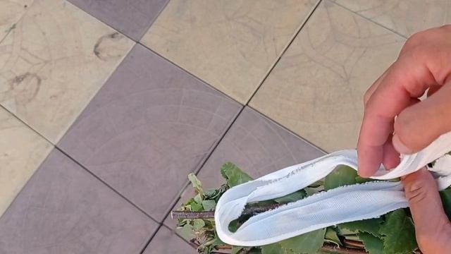 #веник_для_бани Как веники вязать красиво и надежно_!.mp4