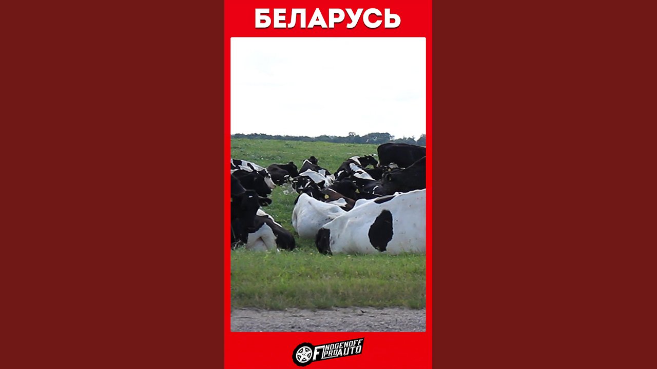 Беларусь. #Shorts