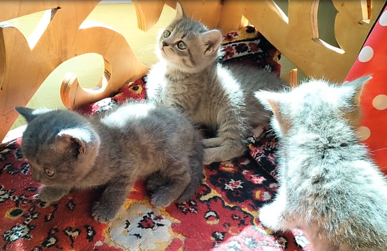 Милые котята. Греются на солнышке.