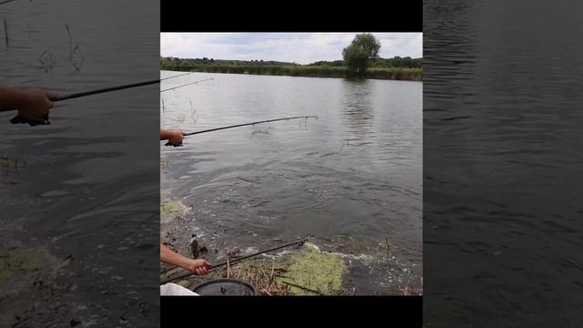 бешеная селедка! белый амур #рыболов #рыбалкаскарпятником