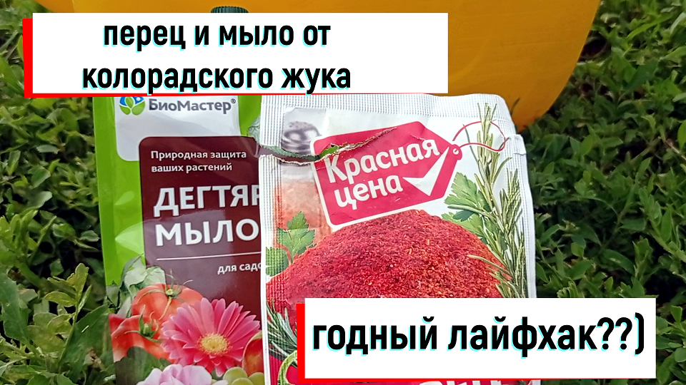 #картошка#отколорадского ПЕРЕЦ И МЫЛО ОТ КОЛОРАДСКОГО ЖУКА!ГОДНЫЙ ЛАЙФХАК?)#народное_средство_от_кол