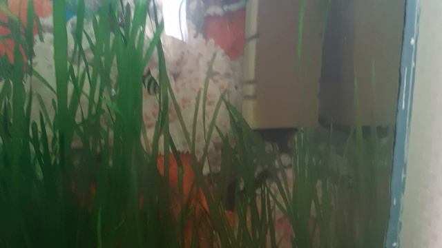 мой аквариум