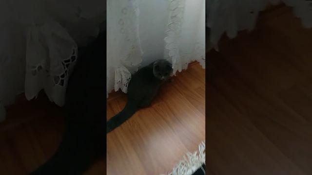 Любитель конфет😻🍬