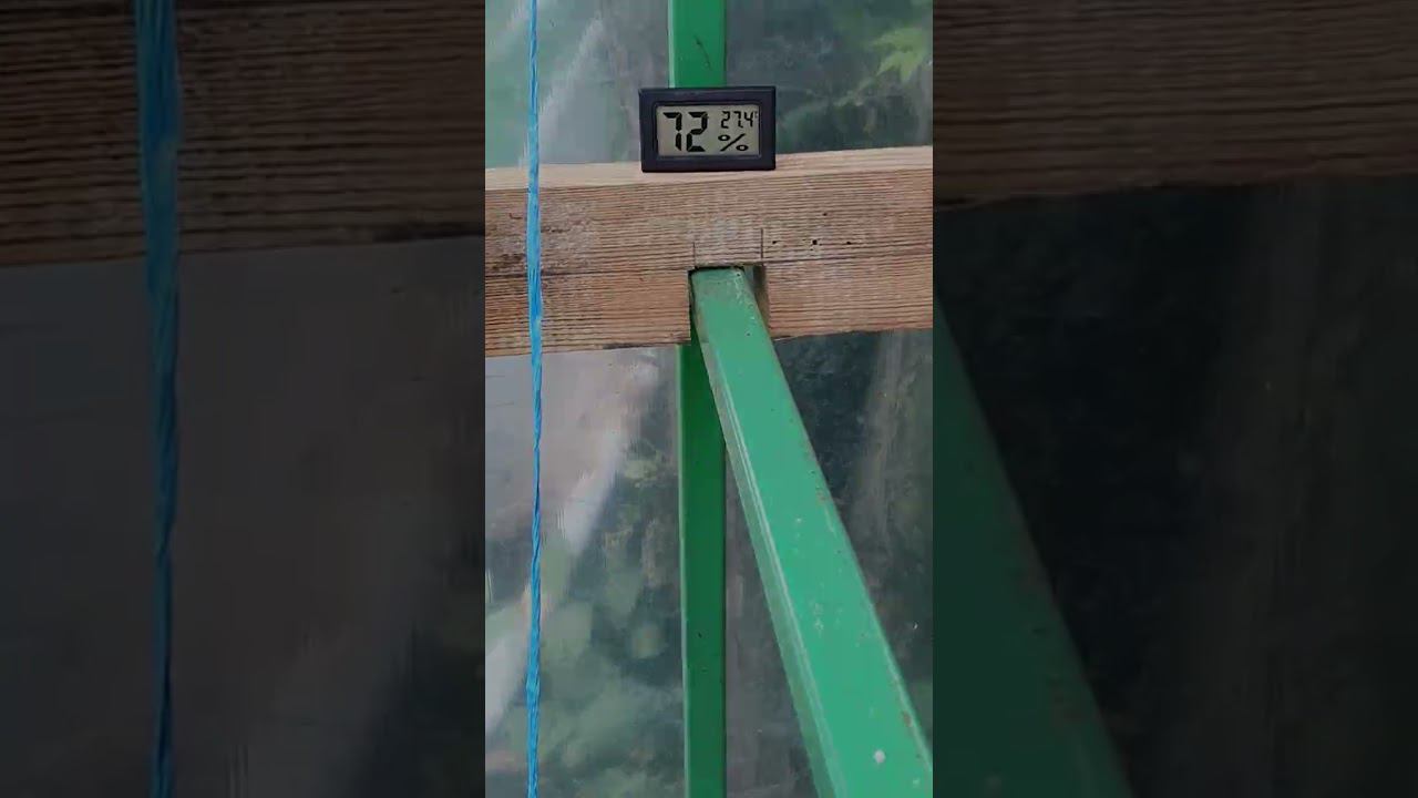 Огурцы и помидоры в одной теплице...