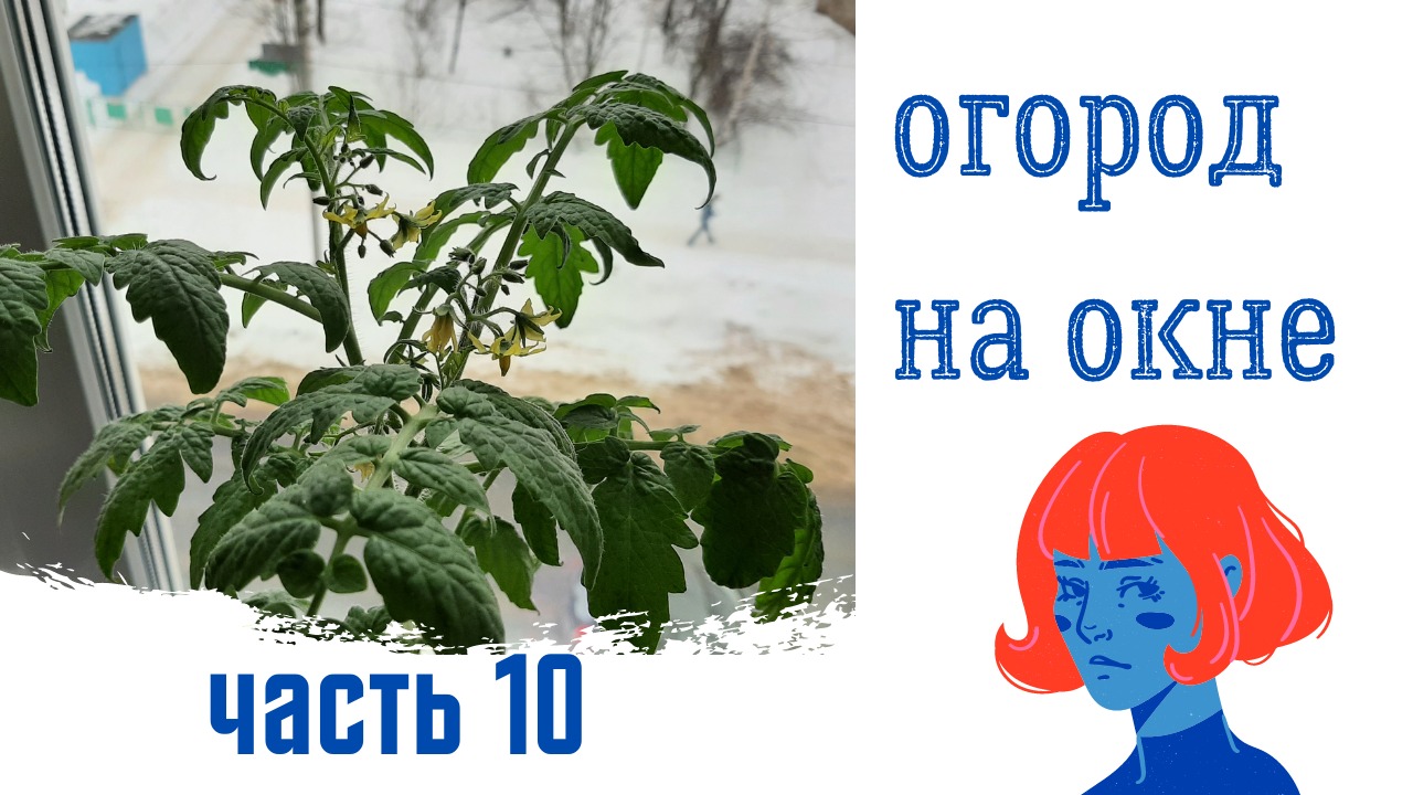 Огород на окне. Прошло 2 месяца. Часть 10.