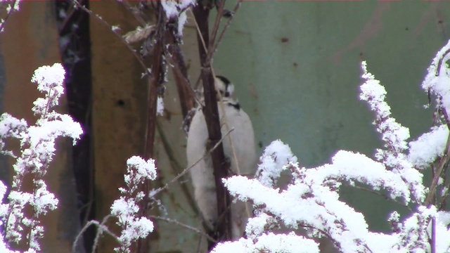 Самка трехпалого дятла