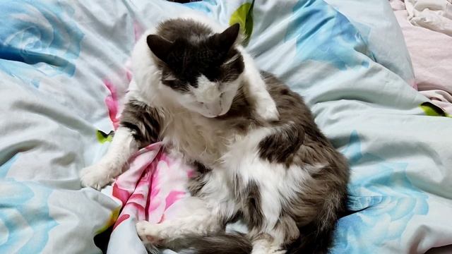 Кошечка Муся громко мурлыкает и умывается.