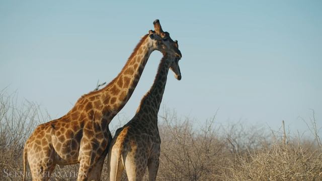 Африканское сафари. HD Видео.