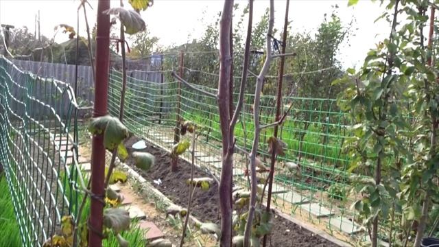 УДИВИТЕЛЬНЫЙ САД С.М. КЛАДОВИКОВА В ВАРЕНИКОВСКОЙ, 2018 Г.