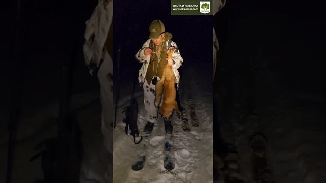 Как манить лису